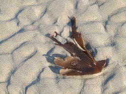 machir-bay-sand-250x188 Sommer und Whisky: Zehn Abfüllungen für die heiße Jahreszeit