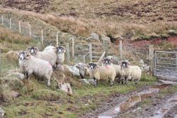 black-faces--250x166 Ardbegs neuer Standard: An Oa