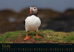 03_kalender-schottland_a4_2019-8-250x177 Verlosung: Basaltklippen, Papageientaucher und Whiskylegenden – Bildkalender zeigt Schottlands schönste Seiten