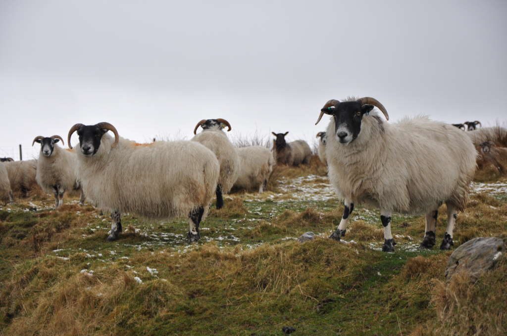 black-sheep-islay Schafe blöken - Ardbegs Jubiläumswhisky „Blaaack“